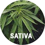 Flowers-Sativa