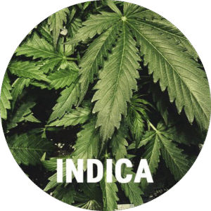 Flowers-Indica